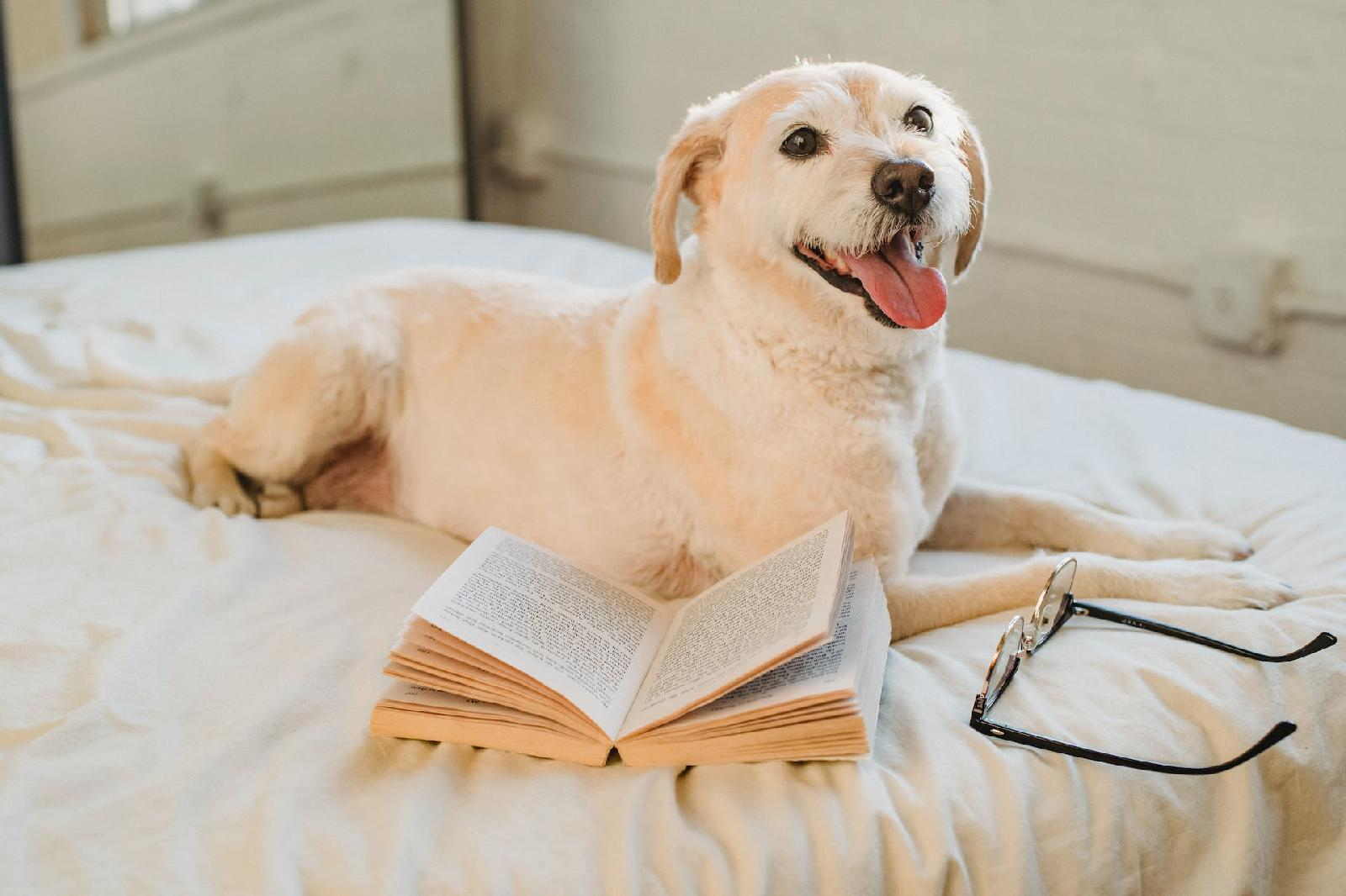 Vingt-quatre heures de la vie d’une femme – Stefan Zweig